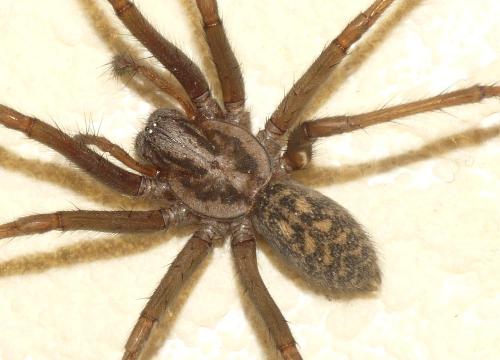 Eratigena sp.